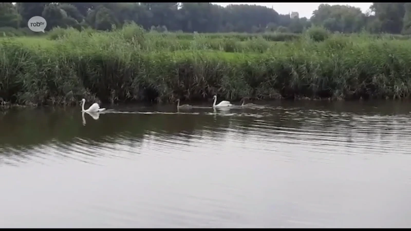 Animal Rescue Service vangt 4 verjaagde zwanen in Kessel-Lo
