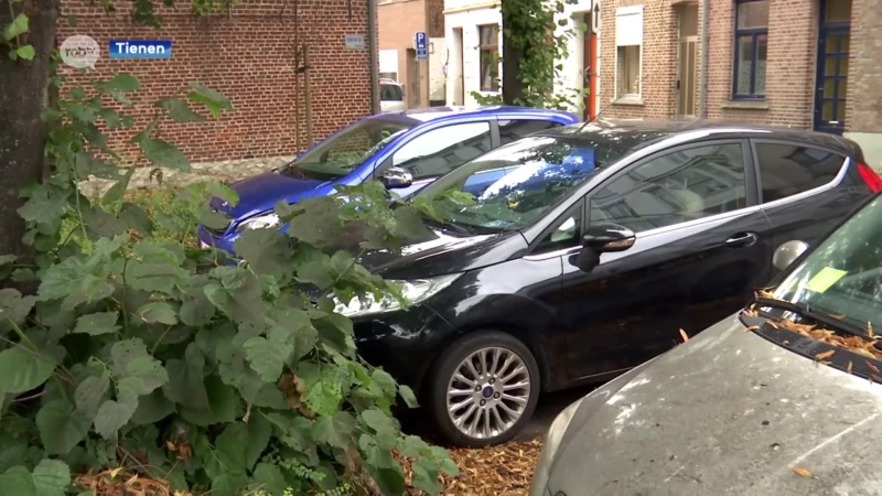 Enkele bewoners van Reizigersstraat in Tienen zijn de kleverige bomen in hun straat beu, stadsbestuur zoekt naar oplossing