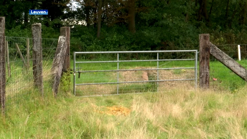 Twee geiten en twee lammetjes gestolen uit een weide in Heverlee. "Dat is niet de eerste keer hier"