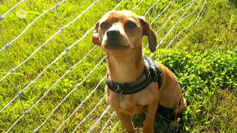 Honden en hun baasjes bezoeken gloednieuwe hondenloopweide in Schaffen