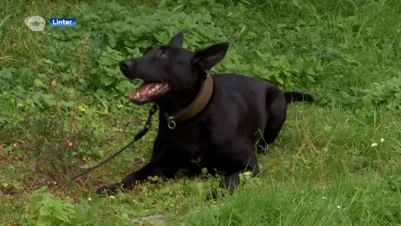 Maak kennis met Zennah: de allereerste zedenhond in België