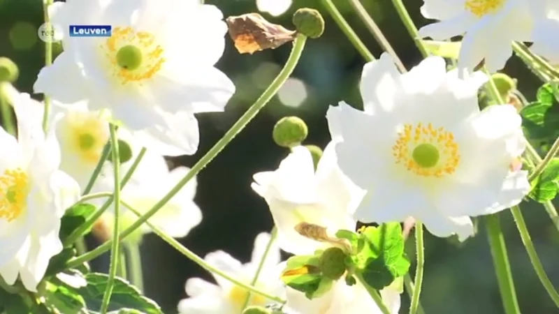Zo ziet de Leuvense Kruidtuin eruit in het najaar