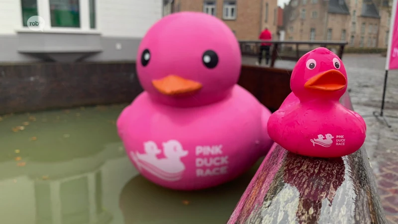 Wat doen die roze eendjes in het centrum van Diest? Stad is decor voor eerste Europese Pink Duck Race