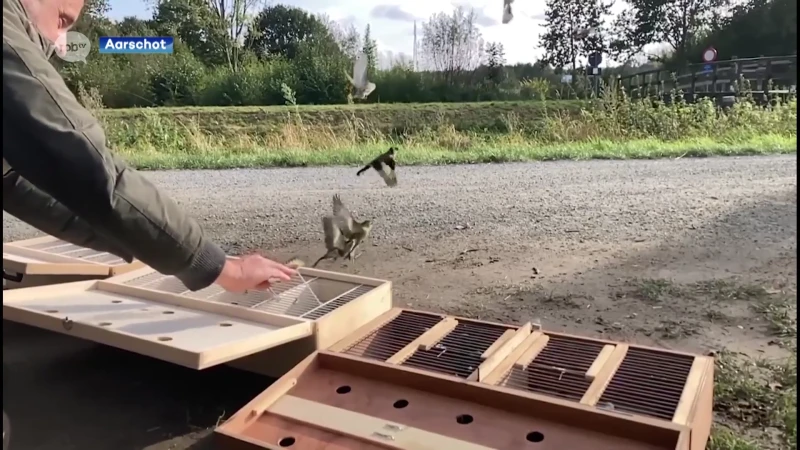 Politie Aarschot betrapt illegale vogelvanger op heterdaad in Langdorp