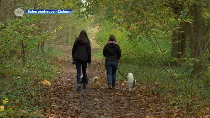 Scherpenheuvel-Zichem krijgt hondenlosloopzone aan Averbode Bos & Heide, ook speelbos wordt er groter