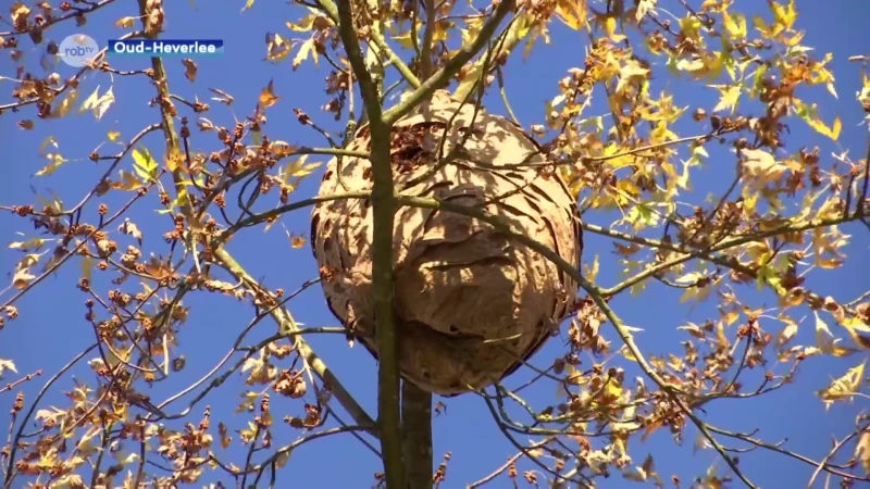 Leuvense brandweer verwijdert een nest van de Aziatische Hoornaar in Oud-Heverlee