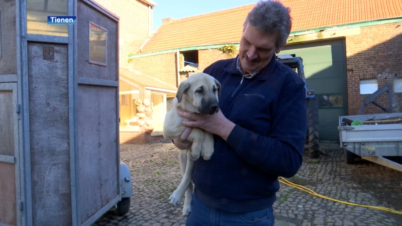 OPROEP: 7 puppy's van maar 6 weken oud gestolen in Kumtich