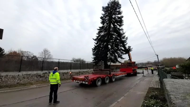 Stadsdienst van Tienen zaagt kerstboom van 25 meter hoog af in Glabbeek: " We hebben hier een kerstboom staan die naar schatting 65 jaar oud is"