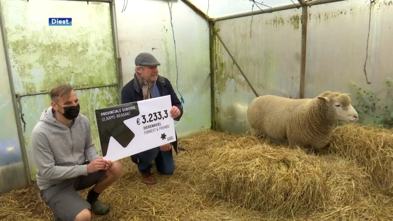 Vlaams-Brabant schenkt €100.000 aan overvolle dierenasielen: "Wachtlijst van 80 varkens"