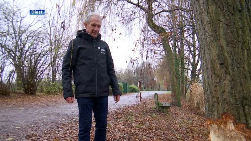 Actieve bever(s) aan provinciedomein Diest:  "Enkele dagen geleden hebben we de eerste sporen gezien van de bever."