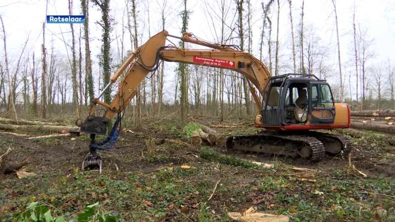 Volledig bos gekapt langs Steenweg op Holsbeek in Rotselaar