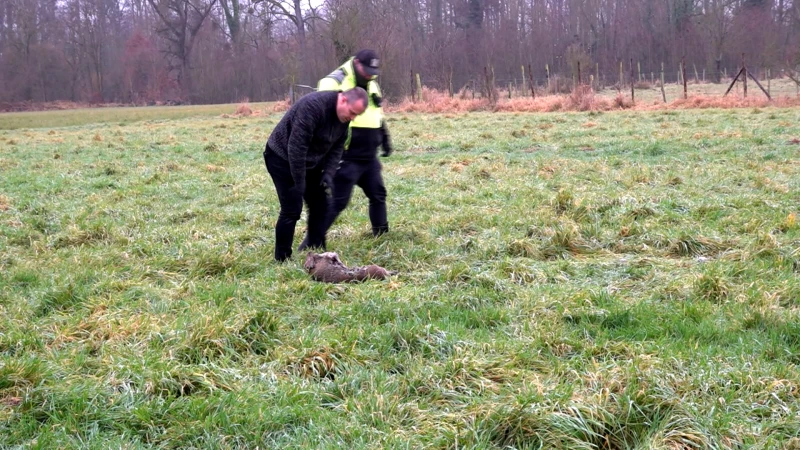 Wellicht weten we pas eind januari met zekerheid of aanval op ree in Tielt-Winge het werk van een wolf was