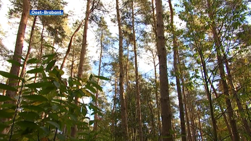 Stapje dichter bij Nationaal Park in Oost-Brabant: Brabantse Wouden naar volgende ronde