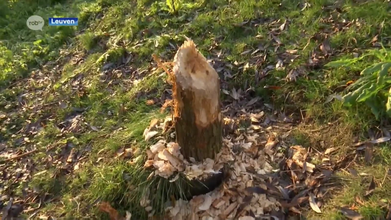 Bever aan het werk in Sluispark