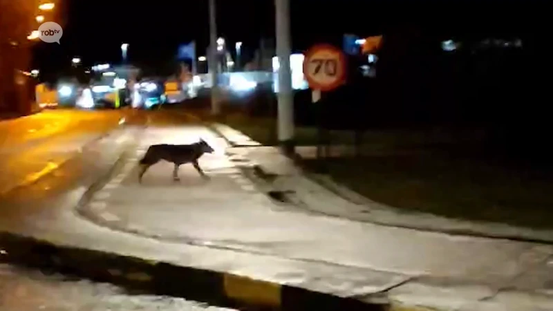 UNIEK: Voor de eerste keer in 200 jaar tijd is er een wolf gespot in onze regio!