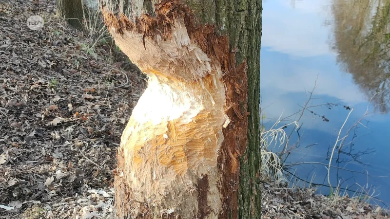 Valt hij of valt hij niet? Bever knaagt aan heel wat bomen in provinciedomein Halve Maan in Diest
