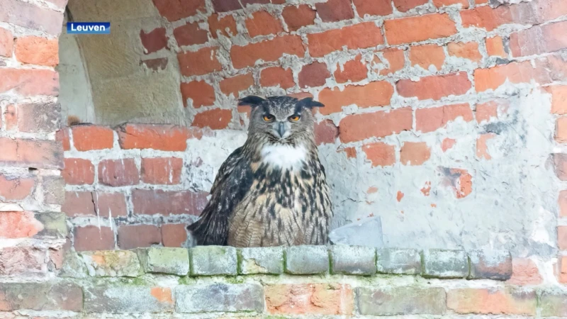 Nieuwe beelden opgedoken van zeldzame oehoe in Leuven