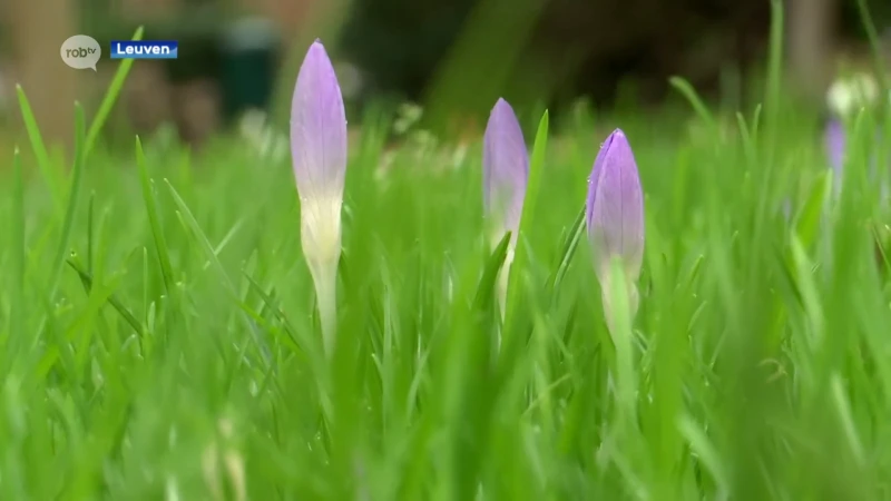 Eerste krokussen geven de Kruidtuin in Leuven opnieuw kleur