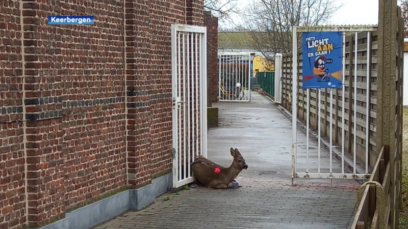 Ree raakt vast in een schoolpoort in Keerbergen