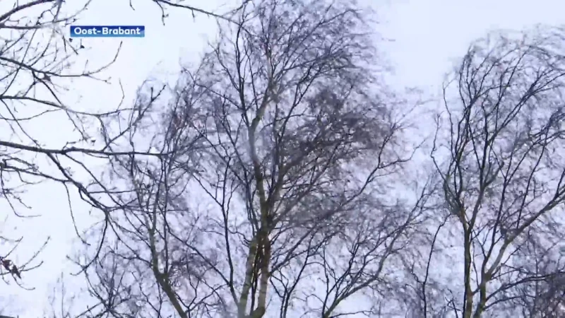 Storm op komst: vannacht en vrijdagmiddag rukwinden tot en met 100 kilometer per uur