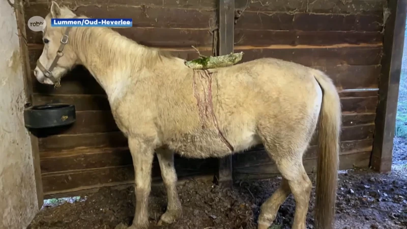 Tak boort zich tientallen centimeters in rug van paard in Vaalbeek: "Dier stelt het gezien situatie goed"