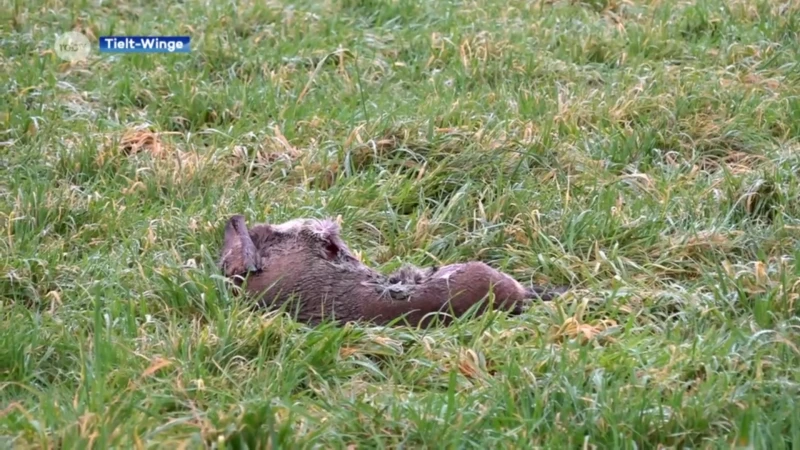Onderzoek bevestigt dat doodgebeten ree in Tielt-Winge wel degelijk het werk van een wolf is