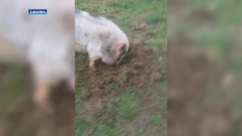 Politie moet varken weghalen op tweede verdieping van appartement in centrum-Leuven