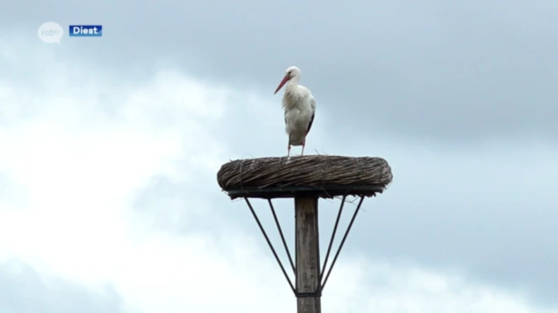 Ooievaar van het Webbekoms Broek is terug in z'n vertrouwde habitat: "Nu nog een vrouwtje en wie weet hebben we weer succesverhaal"