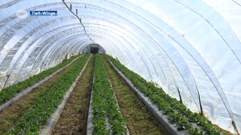 Worden onze aardbeien duurder? "Op die prijzen staan geen plafonds op dit moment"