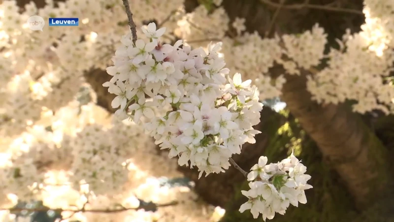 Officieel begin van de lente: wat groeit en bloeit er in de Kruidtuin in Leuven?