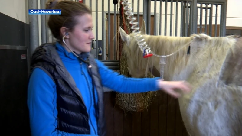 Goed nieuws: gewond paard Jalil uit Oud-Heverlee mag naar huis