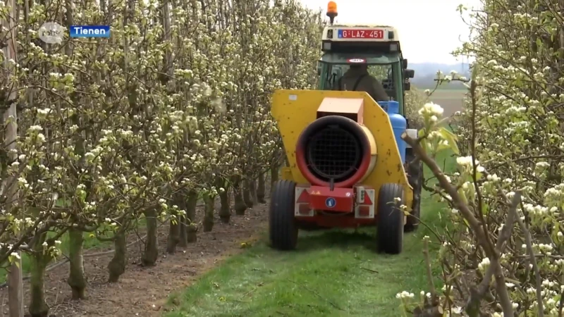 Fruittelers bereiden zich voor op sneeuw en vorst: "Bevroren is bevroren, dan zijn er geen vruchten"