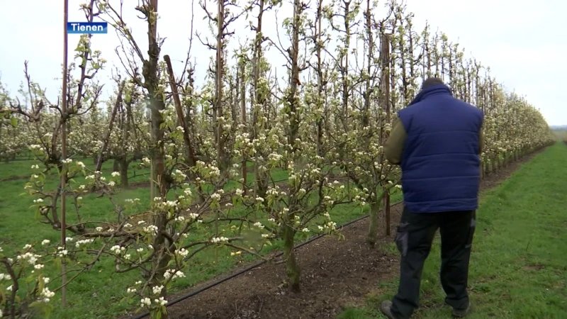 Fruittelers meten schade op na nachtvorst: "Peren gaan er anders uitzien"