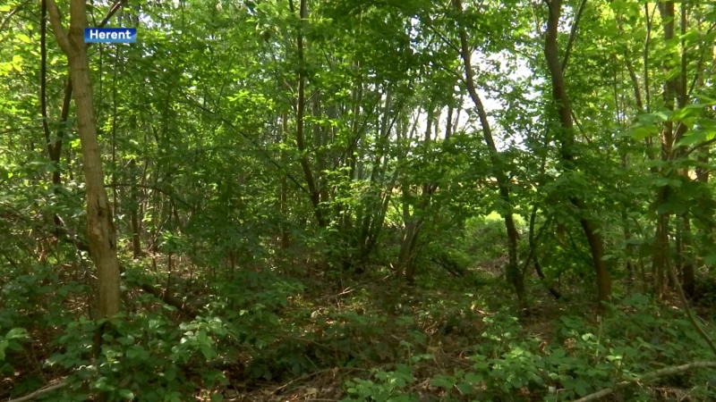 1800 nieuwe bomen voor Bertembos in Herent