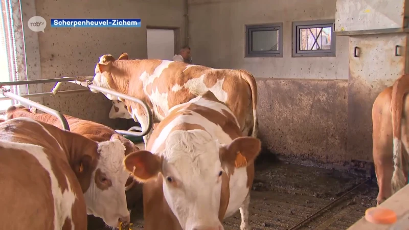 Stad Scherpenheuvel-Zichem reageert op mogelijke sluiting boerderij Averbode: "Totaal onaanvaardbaar en onlogisch"