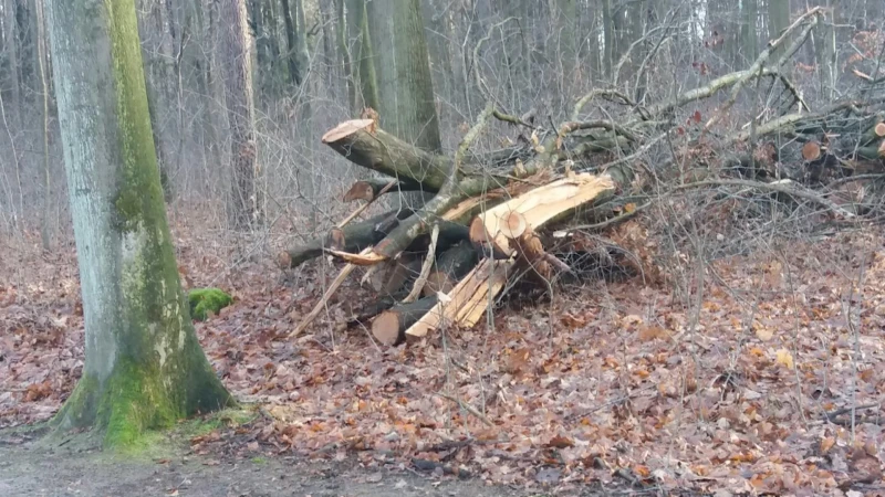 Brandgevaar stijgt in bos- en natuurgebieden: overal code oranje