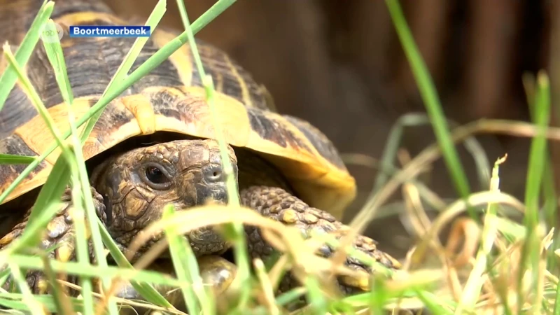 Waar is Jan de Griekse landschildpad uit Boortmeerbeek naartoe?