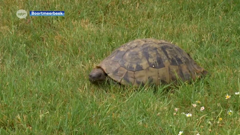 Schildpad Jan is terecht: "Ik kwam hier Pokémonjagen en zag ze plots liggen"