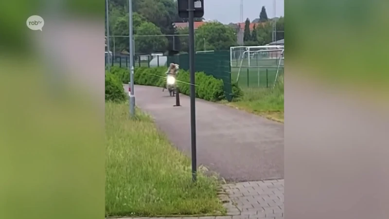 Fietsers worden aangevallen door agressieve kraaien in Kessel-Lo