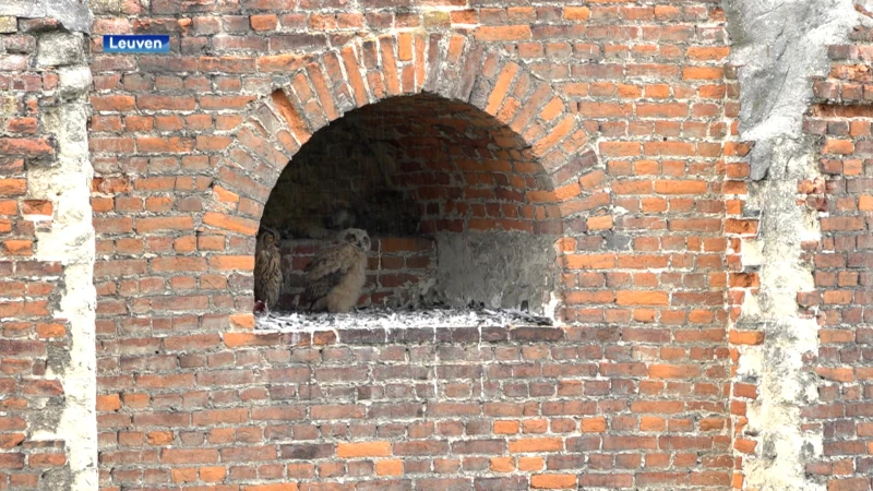 Leuven verwelkomt Oehoefamilie
