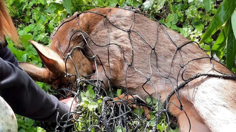 Animal Rescue Service moet uitrijden voor reebok in het centrum van Leuven