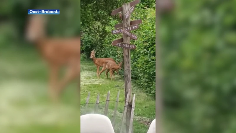 Groeide populatie reeën in onze regio