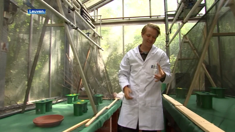 Robotbloem van Leuvense doctoraatsstudent onderzoekt welke nectar bijen het liefst eten