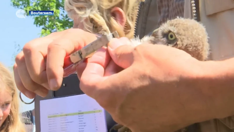 Vijftigtal natuurliefhebbers zien hoe steenuilen geringd worden in Boutersem tijdens steenuilwandeling: "Heb uiltjes nog nooit van zo dichtbij gezien"