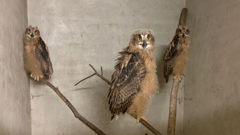Hoopvol nieuws uit vogelopvangcentrum Heusden-Zolder, Leuvense oehoekuikens stellen het goed: "Kans bestaat dat er eentje terugkeert"