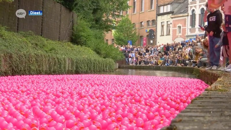 Pink Duck Race met meer dan 15.000 badeendjes in Diest zorgt voor uniek zicht