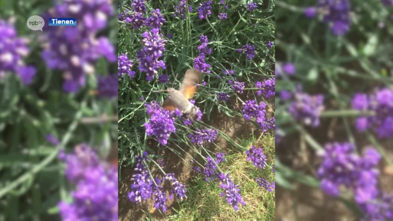 Inwoner van Kumtich spot zeldzame Kolibrievlinder in zijn tuin