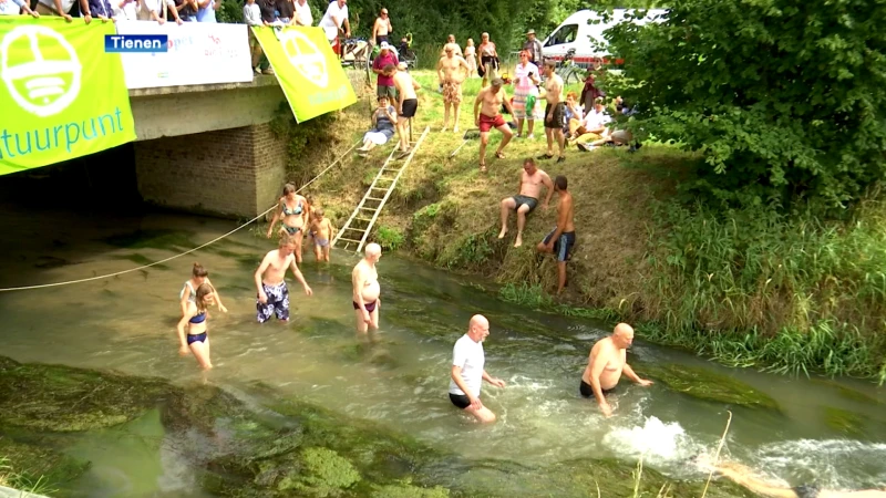Waterratten nemen duik in de Gete in Tienen om aandacht te vragen voor propere rivieren