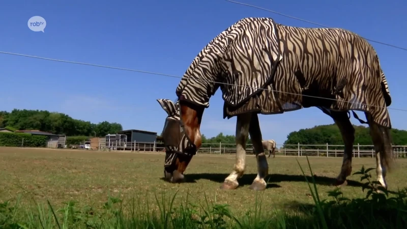 Gemeentebestuur Begijnendijk benadrukt dat mensen met paardenweiden niet onteigend zullen worden