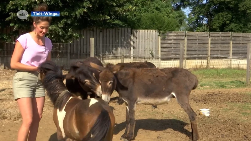 3 ezels en klein paardje gaan op pad in Tielt-Winge